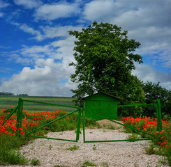 beautiful landscape of green gate and garage wild poppies, alone tree under a sky with clouds