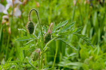 poppy flower bud close-up, wild flower