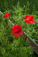 beautiful poppies flowers with red petals and buds close-up