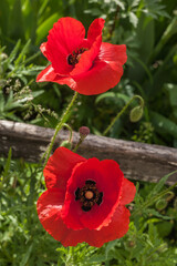 poppies flowers with red petals and buds close-up