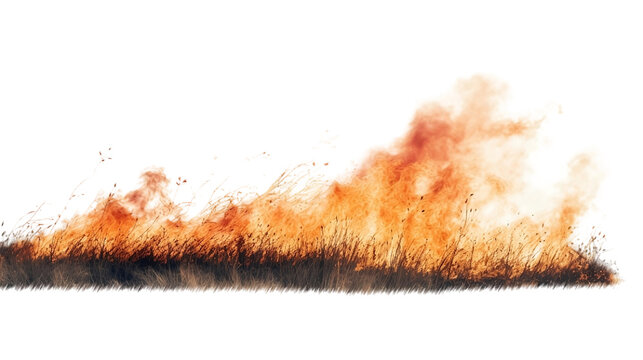 Grassland Fire, Realistic Portrait Isolated On PNG OR Transparent Background.