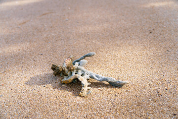 A piece of coral is lying on the sandy beach, contrasting with the asphalt road surface and wooden flooring in the surrounding landscape.