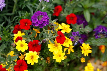 Bunt  Blühende Primeln in einem Blumenbeet, Closeup, Deutschland