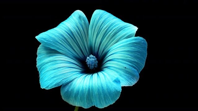 Large beautiful blue, Malva moschata, musk mallow blooming. Mother's day, Holiday, birthday, Easter.