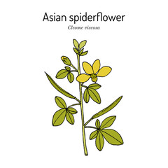 Asian spiderflower or tick weed (Cleome viscosa), edible and medicinal plant