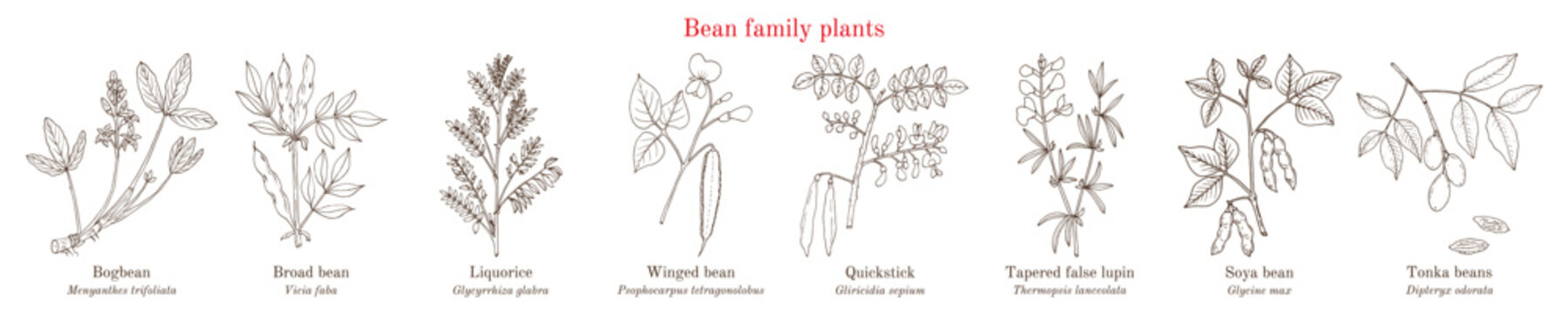 Bean family plants. (Fabaceae, Leguminosae or Papilionaceae).