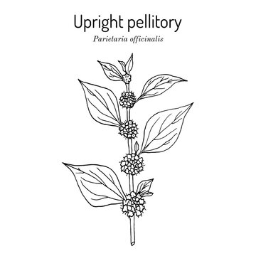 Upright pellitory or eastern pellitory-of-the-wall (Parietaria officinalis), edible and medicinal plant.