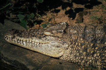 alligator in the everglades