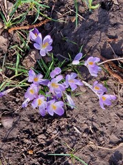 Violette Krokusse im Frühling 7