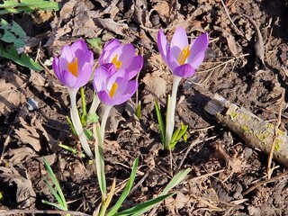 Violette Krokusse im Frühling 6