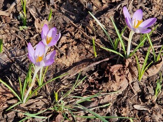 Violette Krokusse im Frühling 5