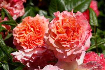 Rote Rosen, Closeup, Blumen,  Deutschland