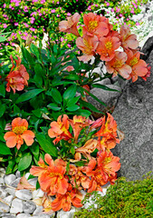pomarańczowa Alstremeria, alstromeria w ogrodzie, Alstroemeria, orange alstroemeria lily flowers in garden
