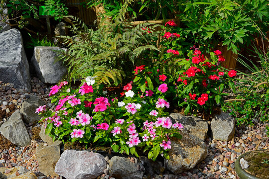 barwiinek r&oacute;żowy z paprocią na rabacie kwiatowej, Katarantus r&oacute;żowy, barwinek r&oacute;żowy, Catharanthus roseus, pink Catharanthus roseus in the garden, Madagascar periwinkle, pink periwinkle