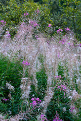 Wierzbówka kiprzyca, wierzbownica, Epilobium angustifolium or Chamerion angustifolium, puszyste nasiona, seeds of willowherb, Fireweed seeds, White Fluffy Epilobium angustifolium seeds  © kateej