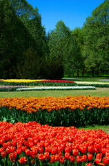 Tulipany - wiosna - spring, Tulipa, pole tulipanów, krajobraz z polem kolorowych tulipanów i...