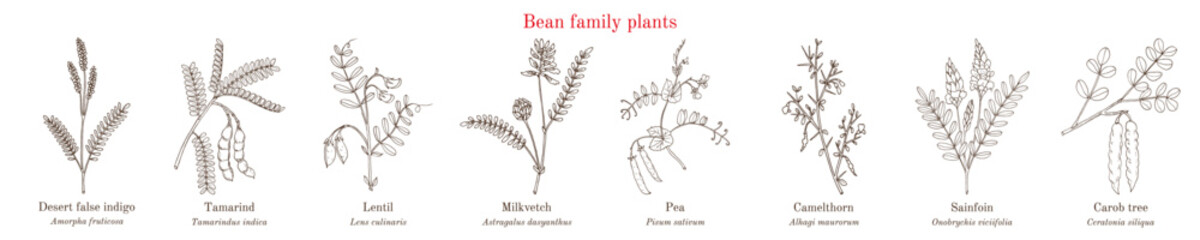Bean family plants. (Fabaceae, Leguminosae or Papilionaceae). - obrazy, fototapety, plakaty