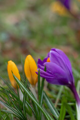 Purple and yellow crocuses bloom in a clearing, heralding the start of spring
