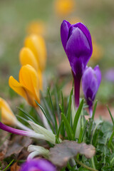 Purple and yellow crocuses bloom in a clearing, heralding the start of spring