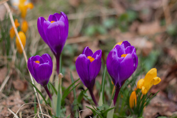 Purple crocuses bloom in a clearing, heralding the start of spring