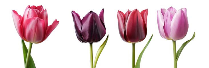 set of four Wonderful Tulips (Lily family, Liliaceae) isolated on transparent background, including clipping path. 