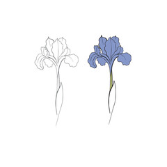 iris flower drawn in vector, postcard with a delicate flower