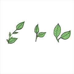 vector illustration of plant leaves, picture of plant elements,