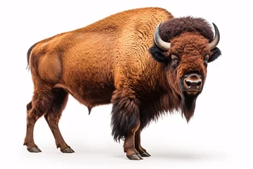 Fototapeten a bison with horns standing © TONSTOCK