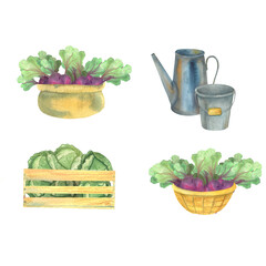 a set of watercolor illustrations on a country theme, garden pictures, postcards for farmers, harvest, vegetables