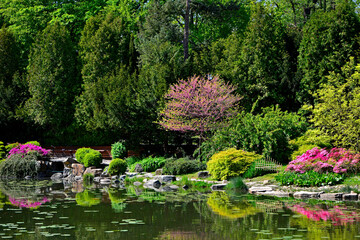 kolorowy ogród japoński nad wodą, ogród japoński, kwitnące różaneczniki i azalie, ogród japoński nad wodą, japanese garden, blooming rhododendrons and azaleas, Rhododendron  © kateej