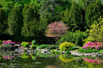 Fototapeta premium kolorowy ogród japoński nad wodą, ogród japoński, kwitnące różaneczniki i azalie, ogród japoński nad wodą, japanese garden, blooming rhododendrons and azaleas, Rhododendron 