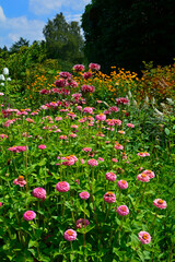rózowe cynie i dalie w ogrodzie, kwiaty w ogrodzie, Zinnia, Dahlia, pink summer flowers in the...