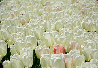białe tulipany, kwitnące tulipany, tulipa, odmiana "ivory floradale", variety ivory floradale, white tulips