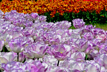 bialo-różowe i czerwono-żółte tulipany, pole kolorowych tulipanów, tulipa, white-pink and red-yellow tulips, field of colorful tulips,

