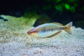 Fototapeta premium 水槽の中で泳ぐレインボーフィッシュ