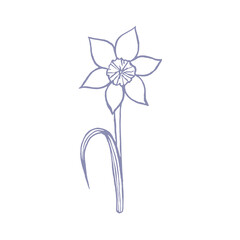 illustration with daffodil drawn in vector, spring flower, card for Mother's Day and Easter,