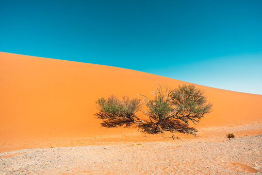tree on dune