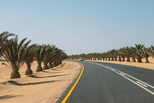 desert highway with palms
