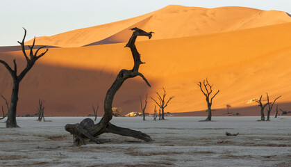 The remaining skeletons of the trees in Deadvlei death valley.