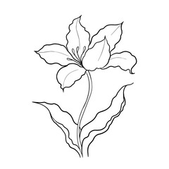illustration of a tulip drawn in vector, spring bulbous flower.