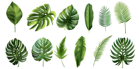 Set leaf palm, collection of green leaves pattern isolated on white or transparent background 