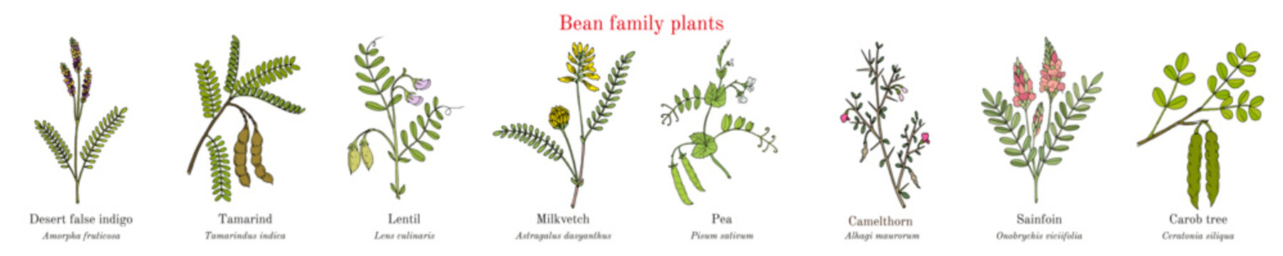 Bean family plants. (Fabaceae, Leguminosae or Papilionaceae).