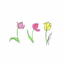 tulips drawn in vector, spring flower. Mother's Day card