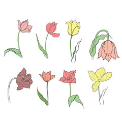 illustration of a tulip drawn in vector, spring bulbous flower.

