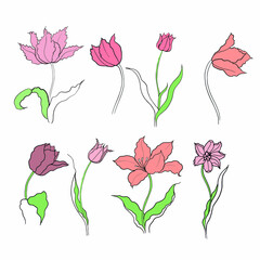 tulips drawn in vector, spring flower. Mother's Day card