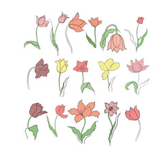 illustration of a tulip drawn in vector, spring bulbous flower.
