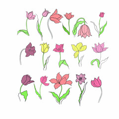 tulips drawn in vector, spring flower. Mother's Day card
