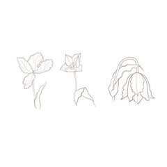 illustration of a tulip drawn in vector, spring bulbous flower.
