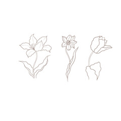 illustration of a tulip drawn in vector, spring bulbous flower.
 - obrazy, fototapety, plakaty