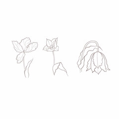 tulips drawn in vector, spring flower. Mother's Day card